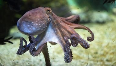 Significado de sonhar com polvo