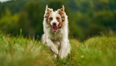 Sonhar com cachorro correndo atrás de mim