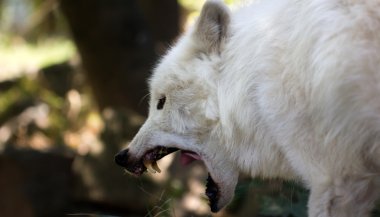 Sonhar com lobo atacando