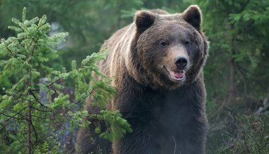 Significado de sonhar com urso