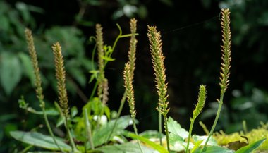 Tanchagem: significado, propriedades e benefícios