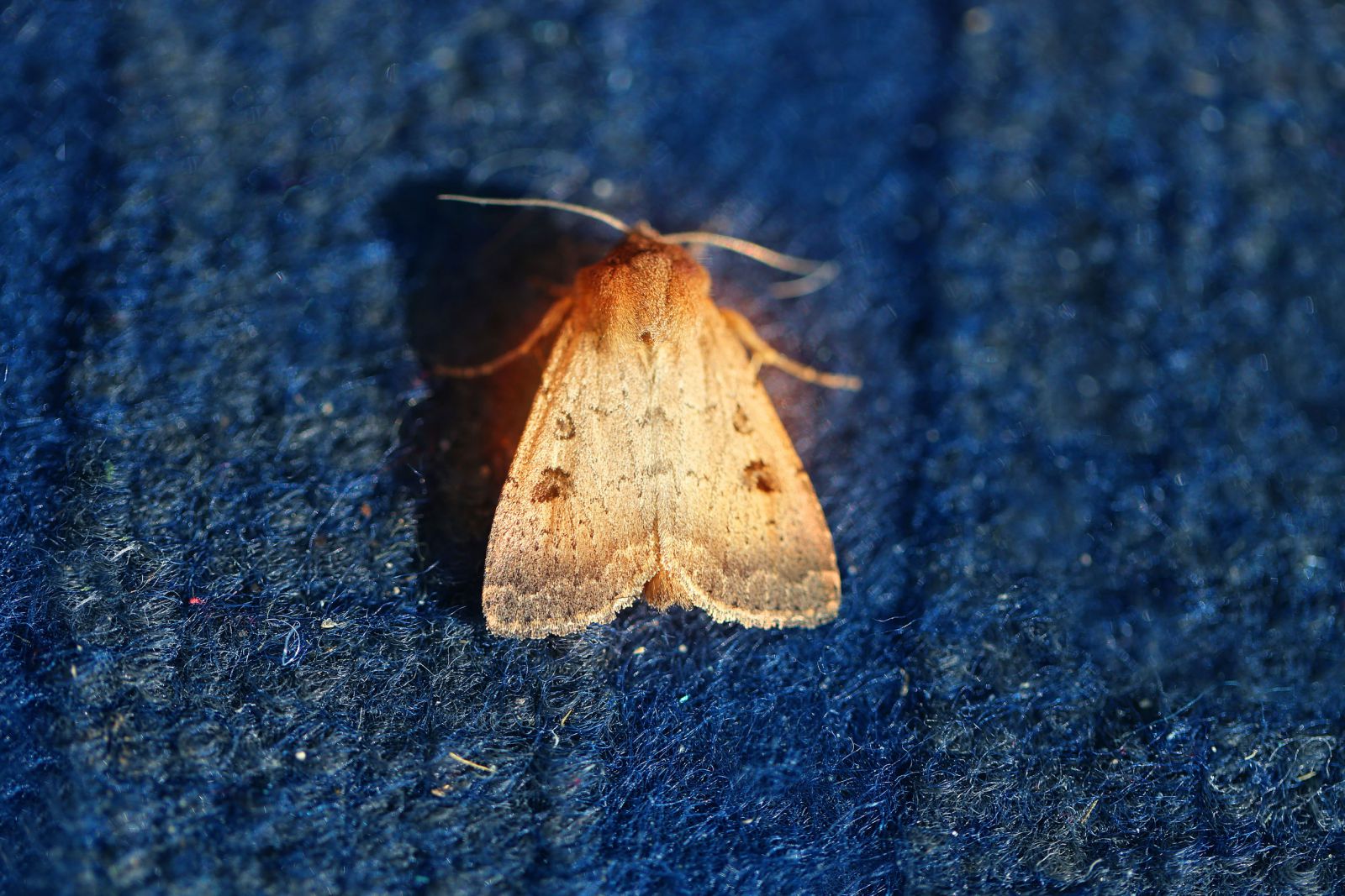 Mariposa pousada em uma superfície 