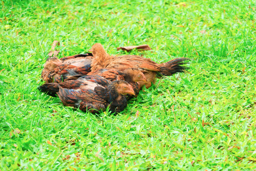 Galinhas Dormindo Na Grama