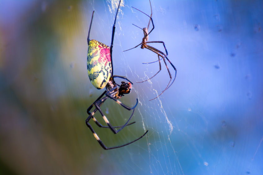 Duas aranha em teia