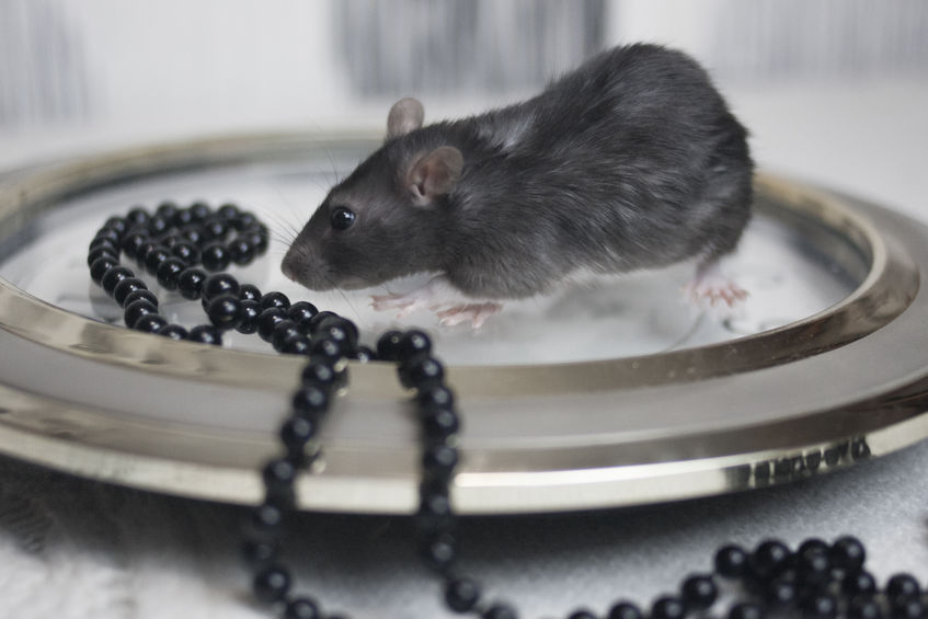 Rato preto perto de colar