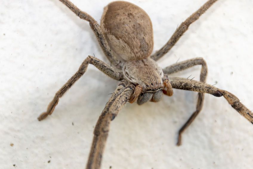 Aranha em fundo branco