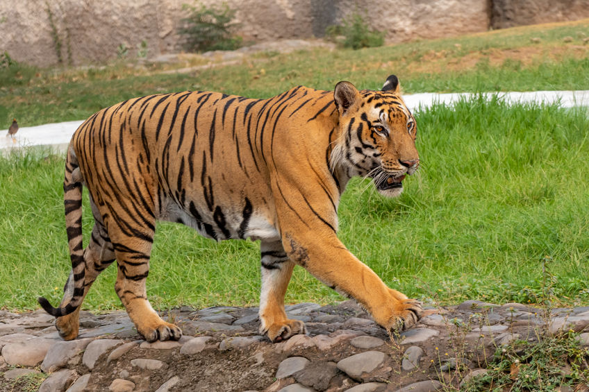 Tigre andando em paralelepípedos de concreto