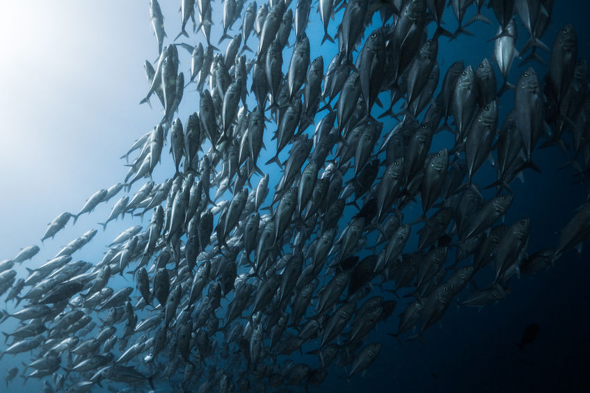 Cardume de peixes
