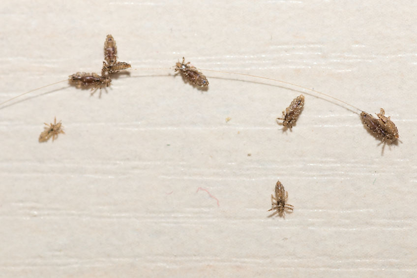 Piolhos vivos em superfície bege