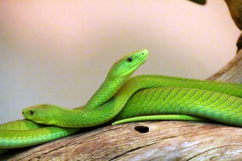 Duas Cobras Verde Entrelaçadas 