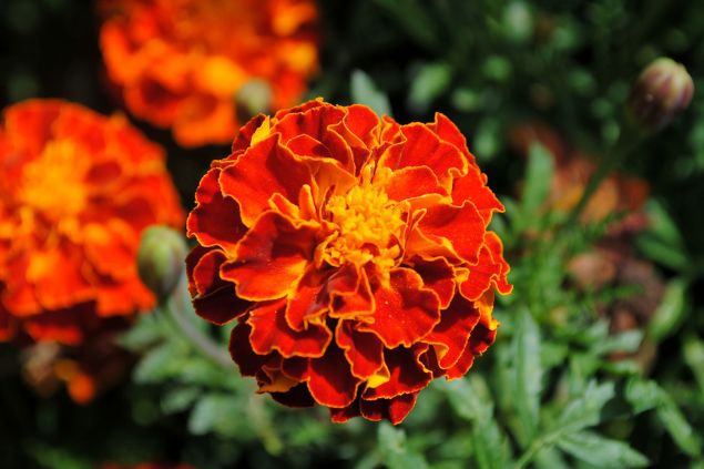 Planta cravo-de-defunto