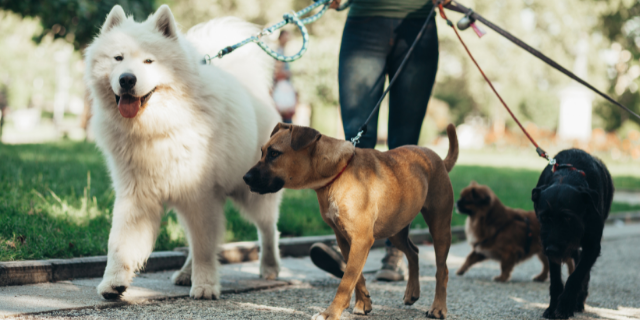 Passeador de cães levando os cachorros para passear no parque