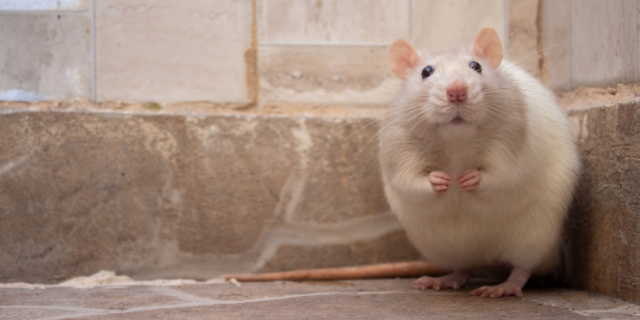 Rato branco