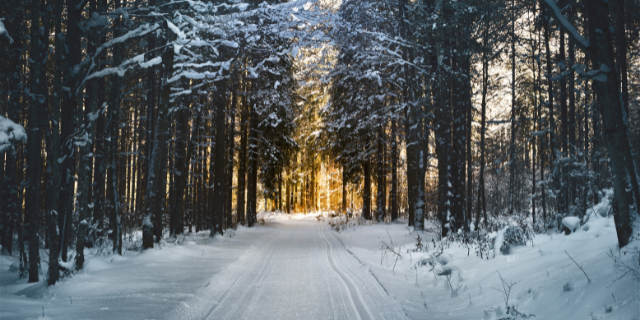 Floresta com neve durante inverno