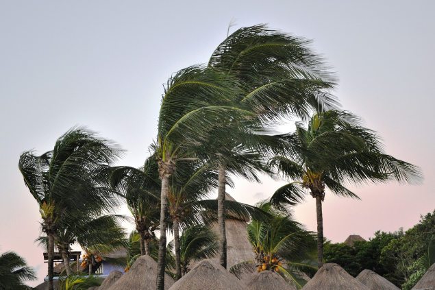 vento balançando árvores