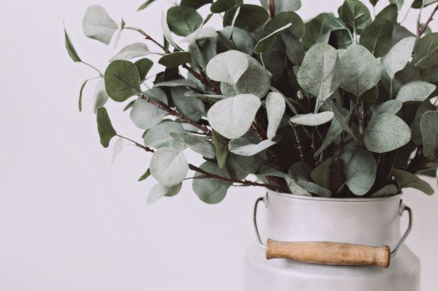 Eucalipto dentro de um vaso
