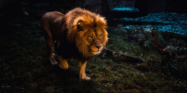 Fotografia de leão na savana