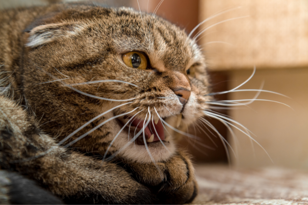 Gato bravo de boca aberta