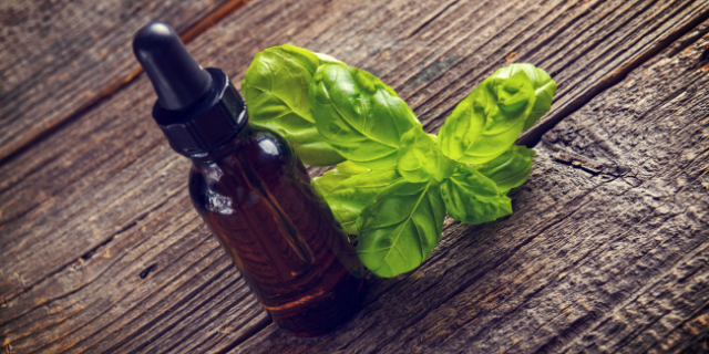 óleo de manjericão