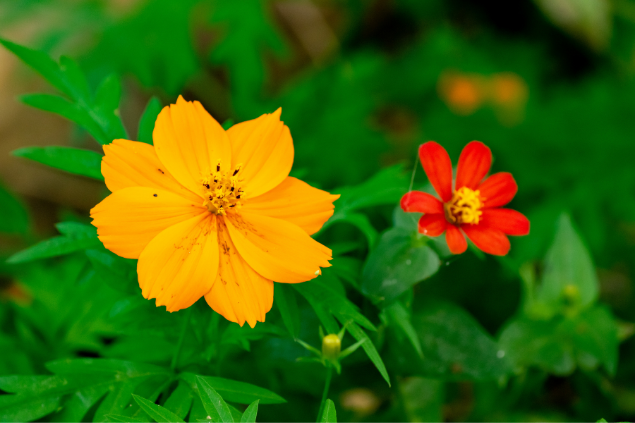 Flores vermelhas e amarelas