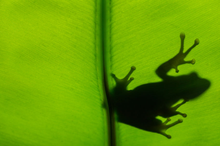 Sombra de sapo em folha
