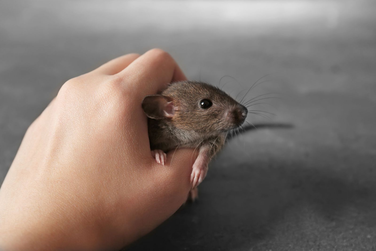 Pessoa segurando um rato