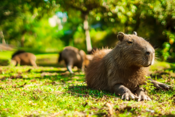 Capivara deitada na grama