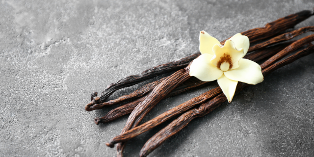 Flor de orquídea Vanilla sobre vagens secas de baunilha.