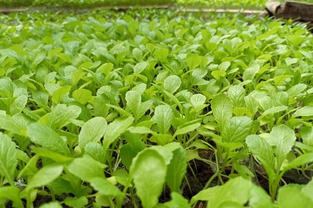 Plantação de mostarda.