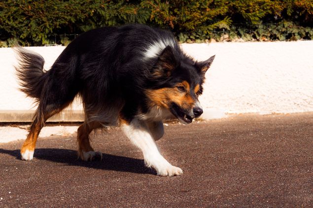 Cachorro bravo prestes a atacar.