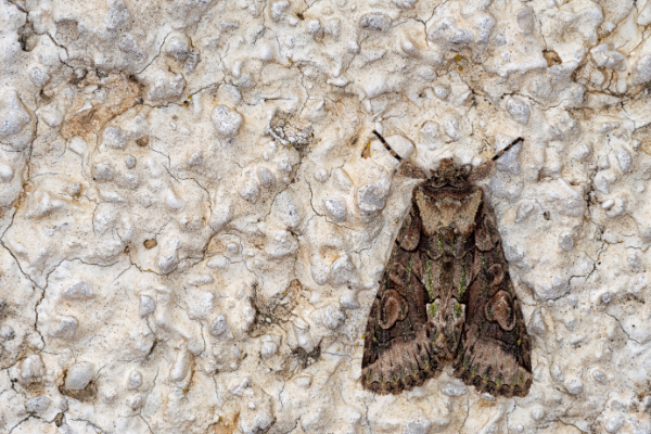 Mariposa pousada em uma parede