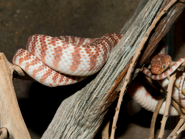 Cobra marrom e branca em árvore