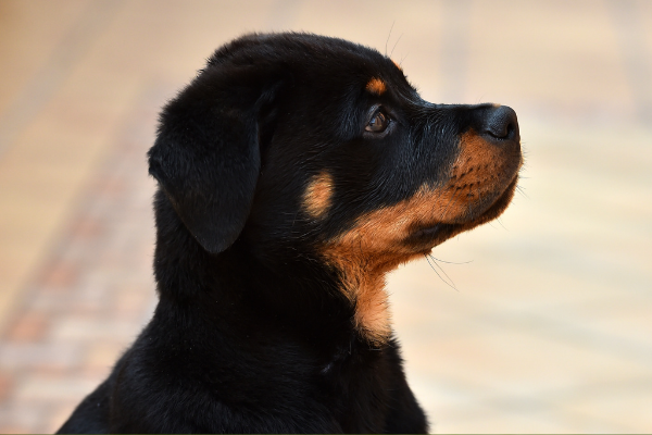 Rottweiller.