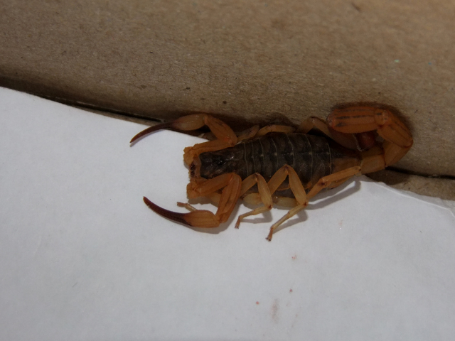 Escorpião em casa