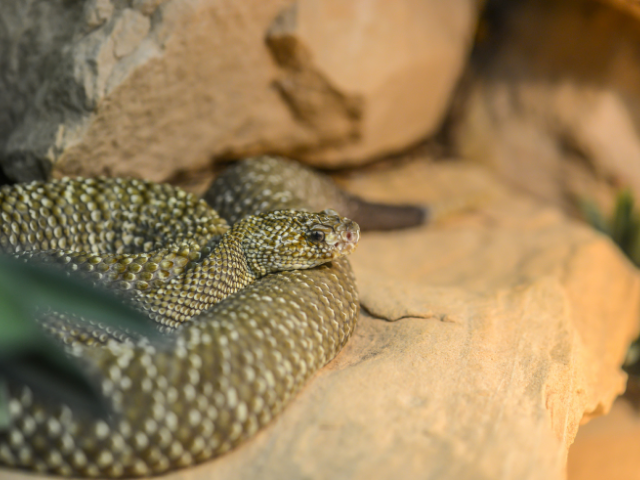 Cobra marrom e verde 