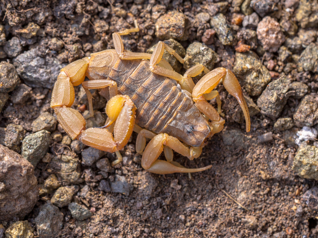 Escorpião amarelo em pedregulhos