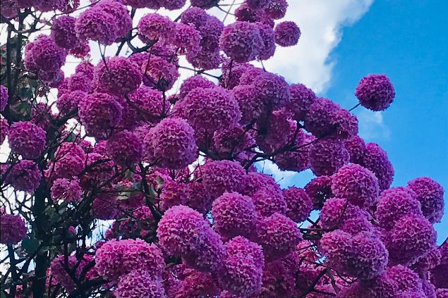 Imagem de um ipê de flores roxas