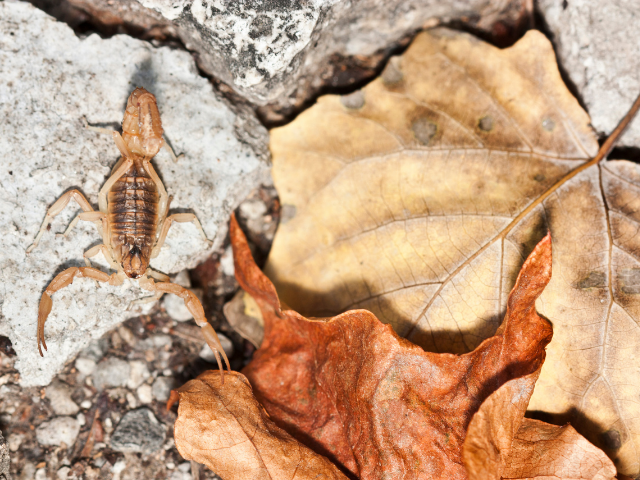 Escorpião amarelo ao lado de folhas