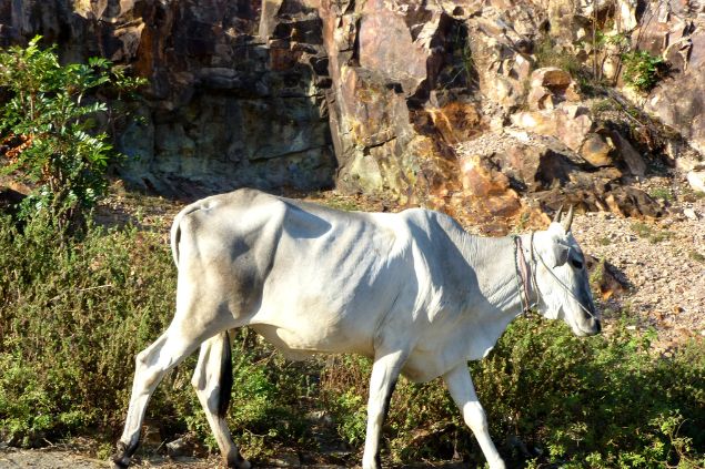 Imagem de um touro branco e magro andando em uma estrada