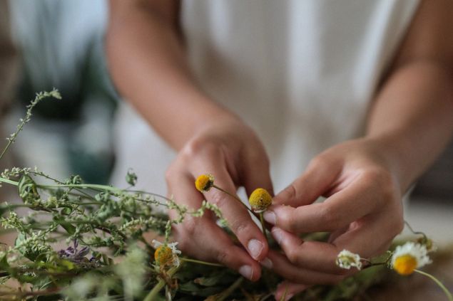 Imagem das mãos de uma pessoa separando camomilas da raiz