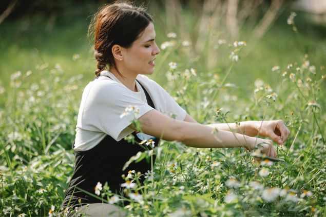 Foto de uma mulher cuidando da camomila na plantação