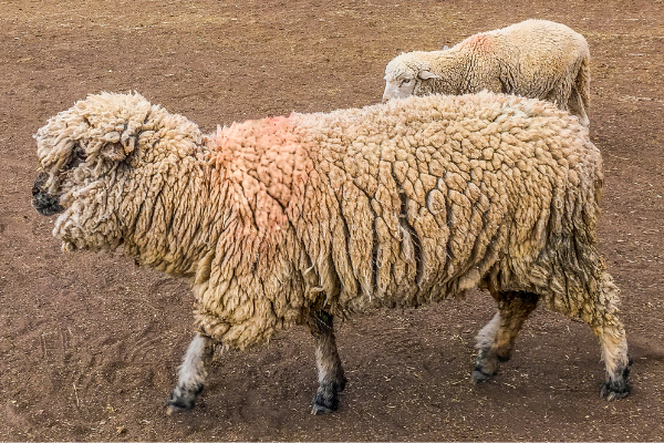 Ovelha caminhando