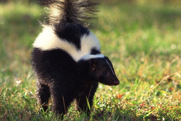 Gambá em um gramado