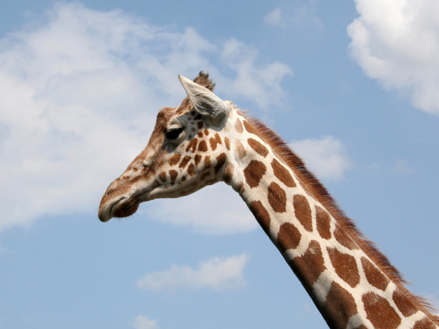 Girafa em frente ao céu azul