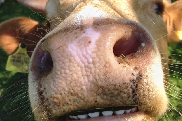 Focinho de uma vaca visto de bem perto