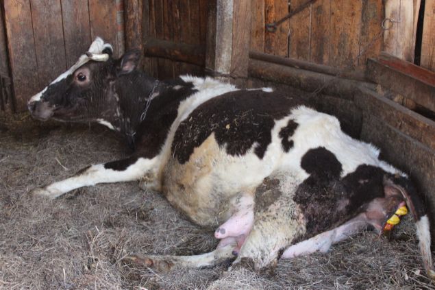 Vaca parindo no estábulo