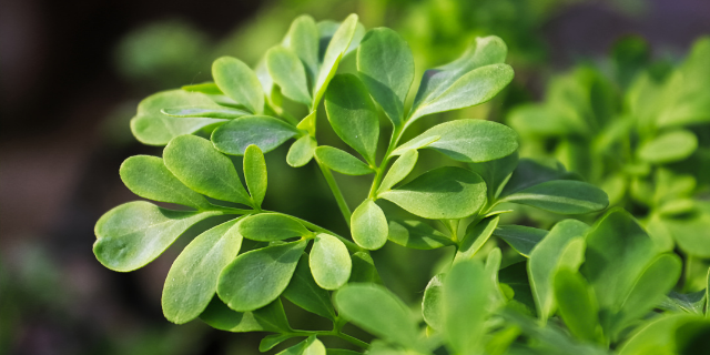 Imagem das folhas da planta Arruda