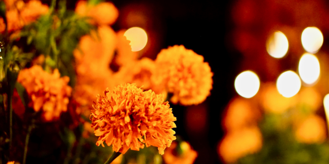 Imagem da flor cravo, muito utilizada no dia dos mortos