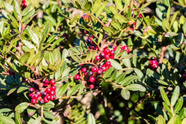 Imagem de uma aroeira vista de perto