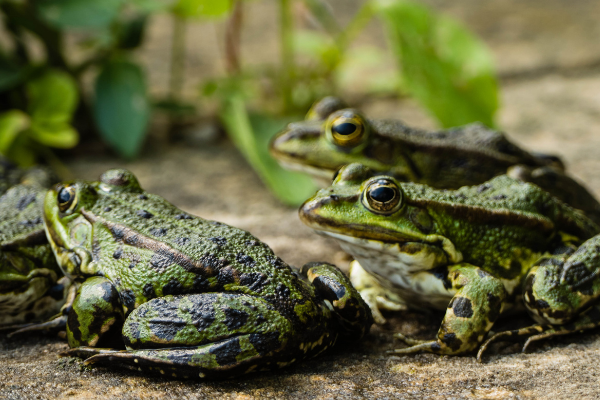 Imagem com diversos sapos juntos